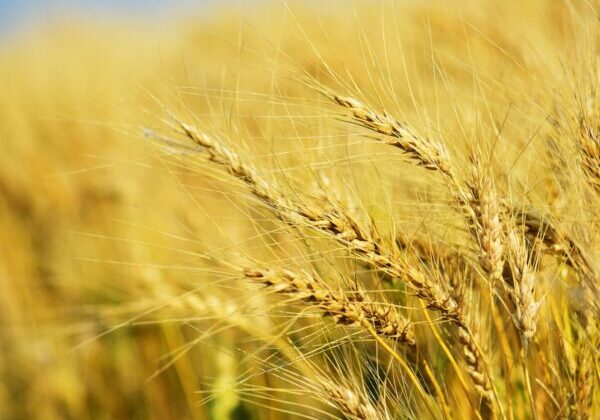 Close-up of golden wheat field under clear sky