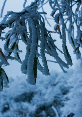 A tree limb heavy with snow